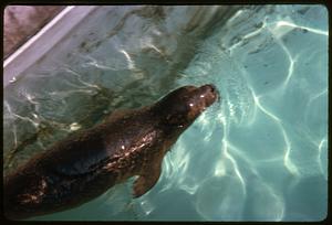 A harbor seal in water