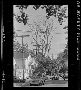 Foliage scenes