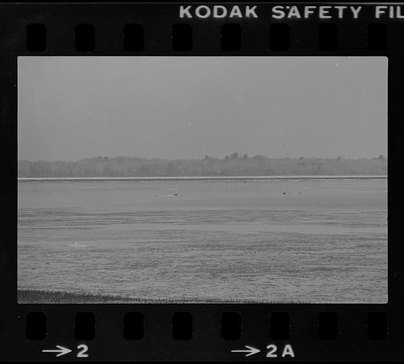 Seals on ice floe