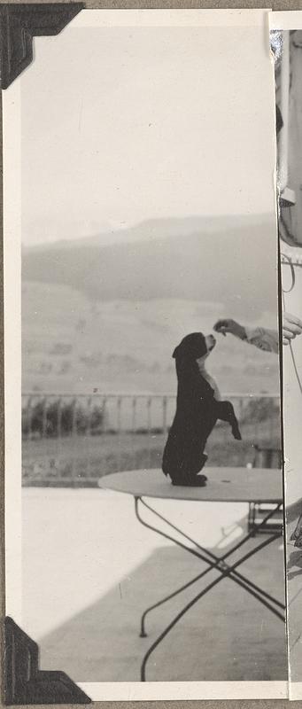 A hand holding something over the head of a Boston terrier standing on his hind legs on a table