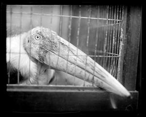 Adjutant stork, Franklin Park