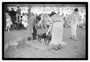 Dog show municipal hunt club