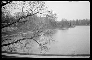 Body of water through the trees