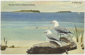 Herring Gulls on Plymouth Beach