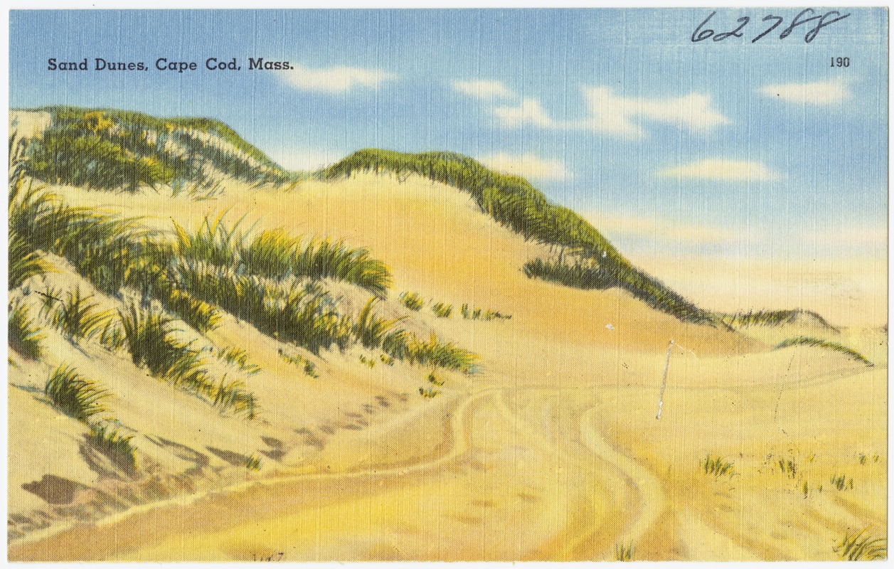 Sand dunes, Cape Cod, Mass. - Digital Commonwealth