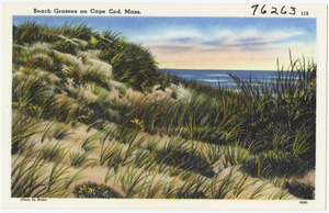 Beach grasses on Cape Cod, Mass.