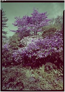 Marblehead, Dogwood blossoms, flowers