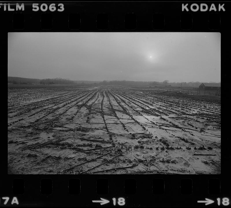 Muddy cornfield Rowley