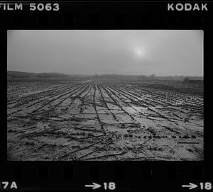 Muddy cornfield Rowley