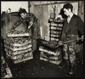 The pans on the left contain mussels which have been steamed and are ready for picking. The pans on the right contain live mussels. L to R Sauel Mitchell, war veteran from Guadalcanal, + Andrew Urquhart.