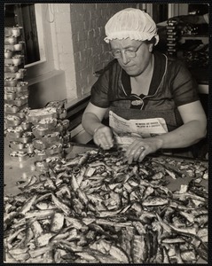 Packing sardines, McKinley, Me. with flying fingers, women in Maine fishing towns can pack 8/1200 cans a day