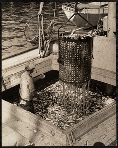Maine. Unloading sardines at McKinley, Me.