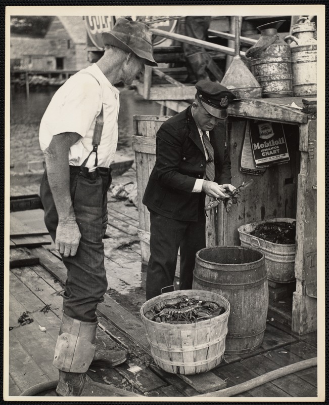 New Harbor, Me 1938 a lobster which measures less than 31/8 inches or jore than 5 inches is illegal in Maine. This Maine fisheries inspector is checking up on the catch of this New Harbor fisherman.