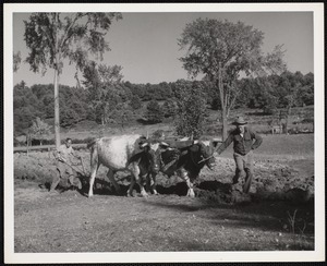Plowing field, Casco, Maine Henry P. Watkins - driver Raymond Guilbault. About 1950s