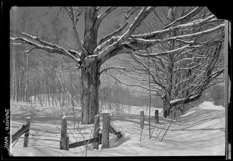 Winter trees, snow