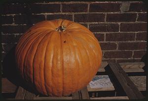 Pumpkin in front of brick wall, Boston