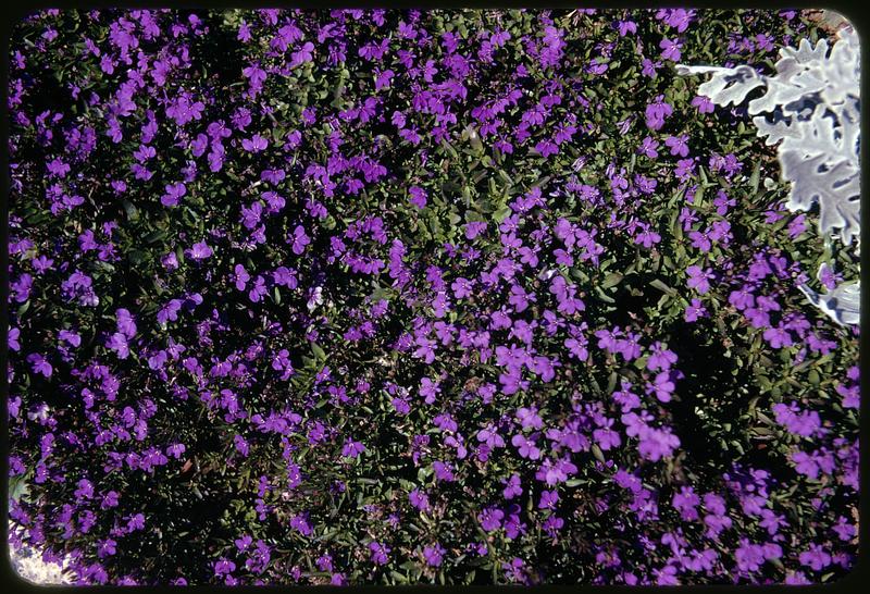 View of flowers and dusty miller plants