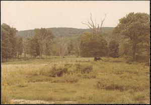 Meadow scene