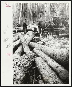 Loading the Skid - Nelson (left) and Bowen work hemlock logs onto skid for trip down Sunapee Mountain. Trucks do the work when the loading stage is reached but horses are invaluable for getting the timber out of the woods.