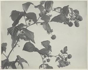 77. Rubus idaeus, var. aculeatissimus, fruit of wild red raspberry