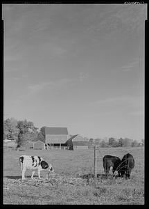 Grazing cattle, Berkshires