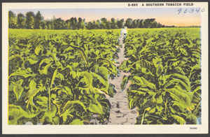 A Southern tobacco field