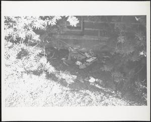 Litter among hedges
