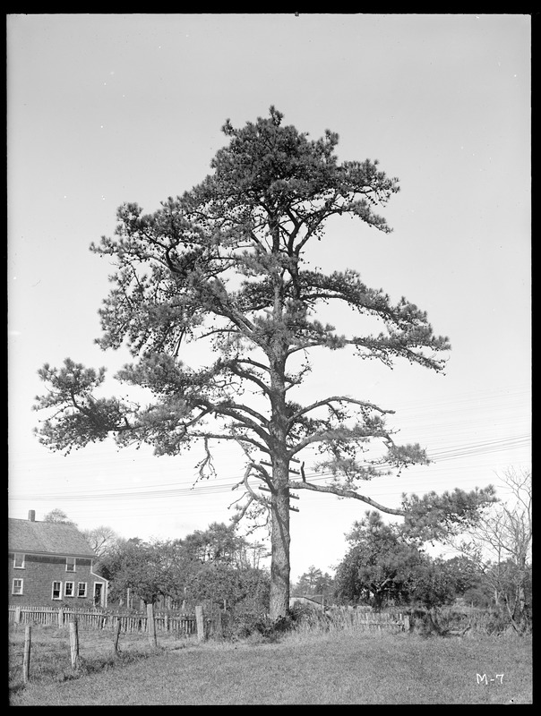 Pinus rigida Massachusetts (Wareham)