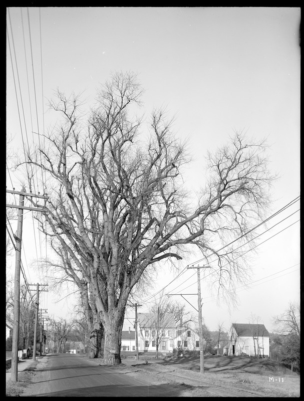 Ulmus americana Massachusetts (Holliston), with focus on the tree trunk.