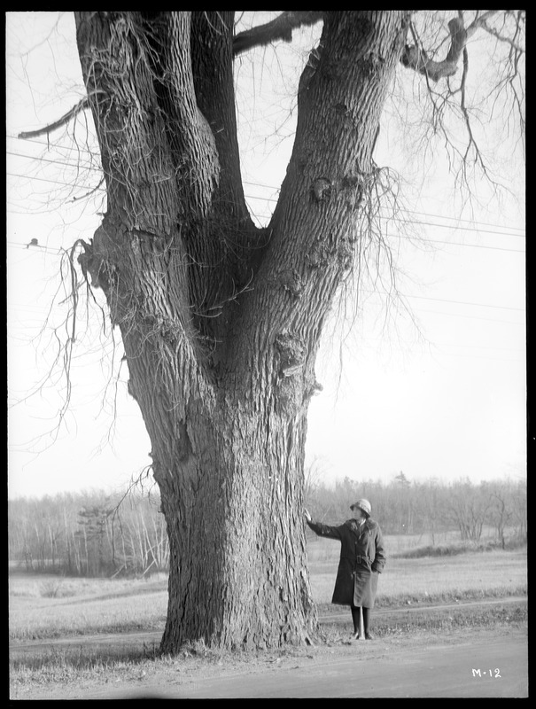 Ulmus americana Massachusetts (Holliston), with focus on the tree trunk.