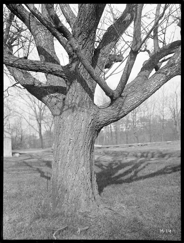 Phellodendron japonicum Massachusetts (Jamaica Plain)