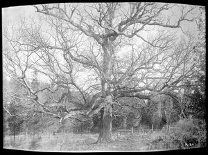 Quercus alba Massachusetts (Jamaica Plain)