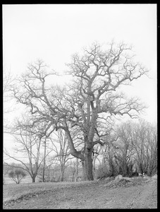 Quercus alba Massachusetts (Dedham)