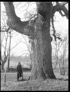 Quercus alba Massachusetts (Dedham)