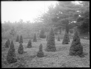 Picea glauca var. albertiana forma conica. Lancaster, Massachusetts.
