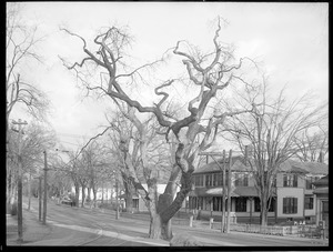 Quercus alba Massachusetts (South Natick)