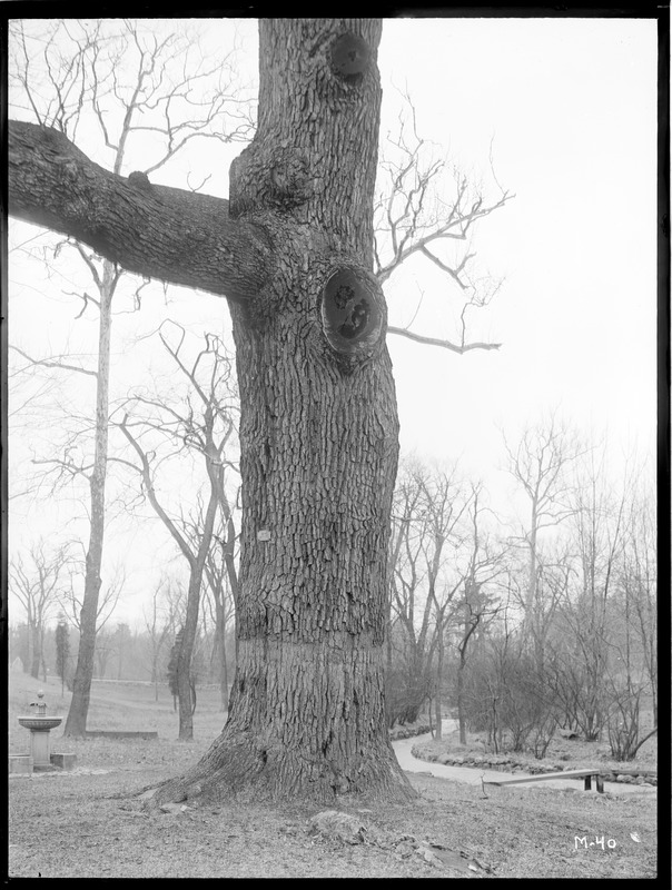 Quercus alba Massachusetts (Waverley)