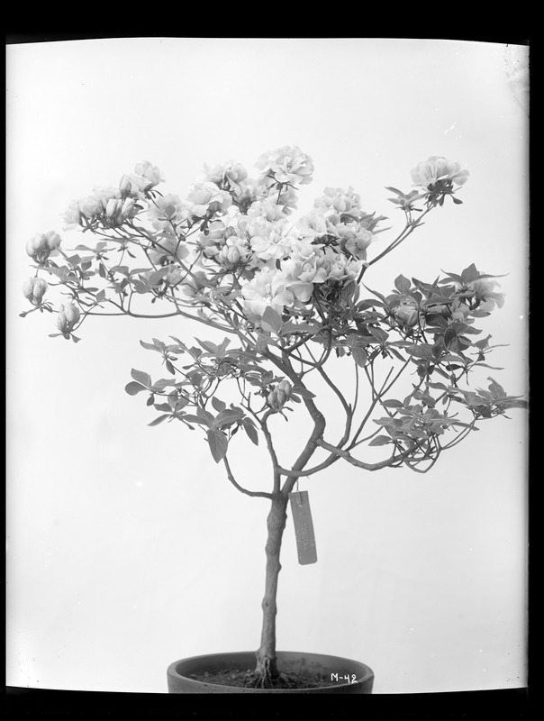 Rhododendron phoeniceum var. tebotan Massachusetts (Brookline)