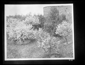 Malus floribunda and Malus parmanii Rochester, N.Y.