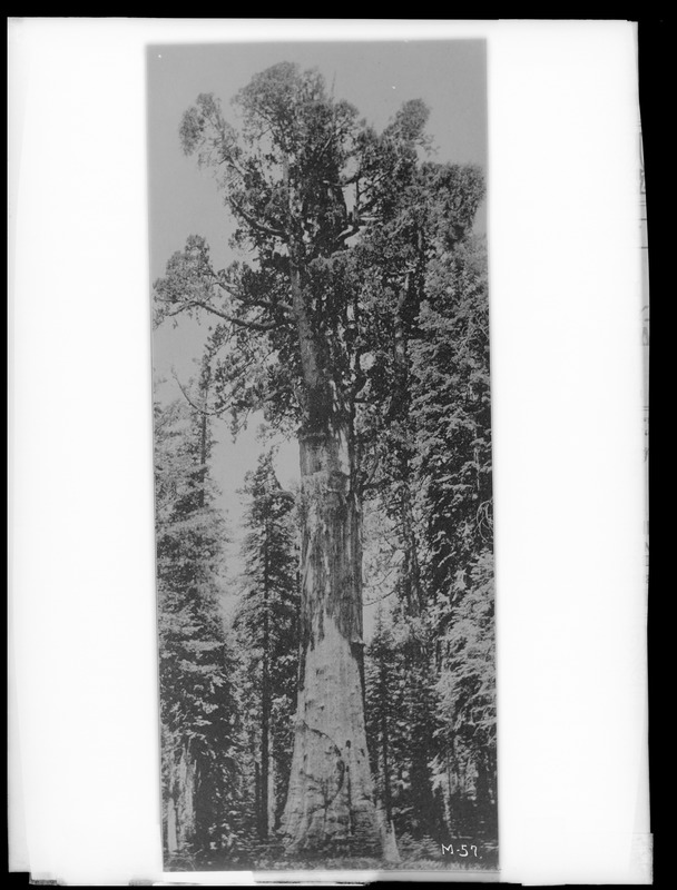 Sequoia gigantea California