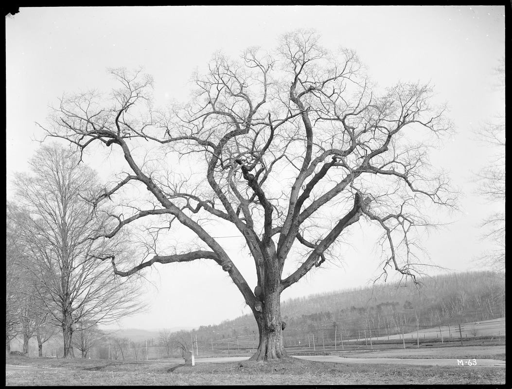 Ulmus americana Massachusetts (Palmer)