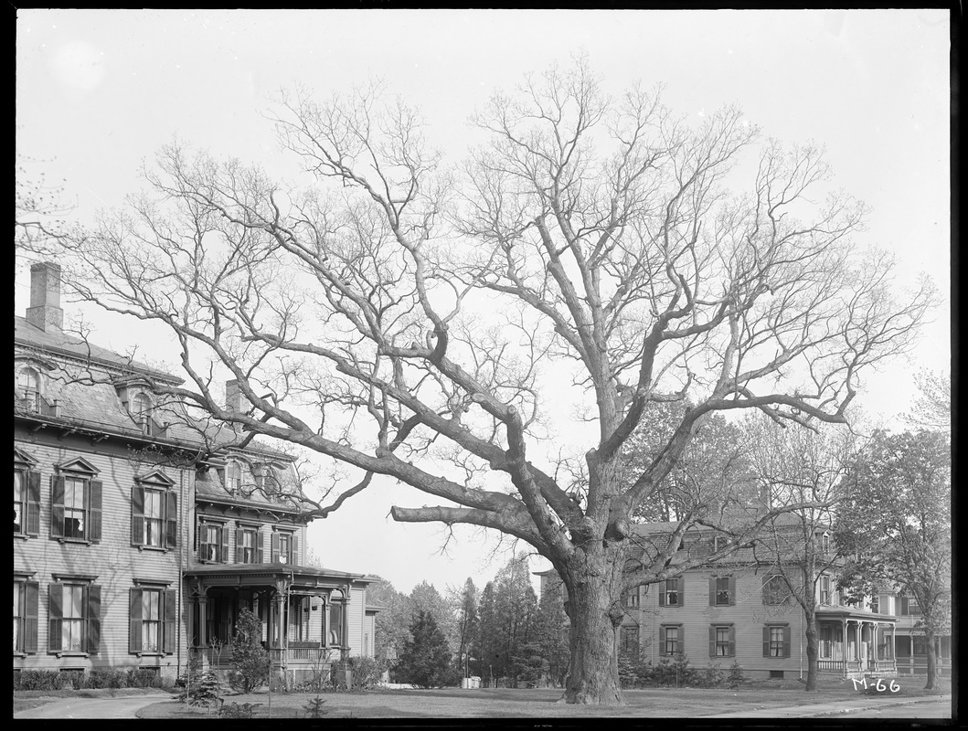 Quercus alba Massachusetts (Taunton)
