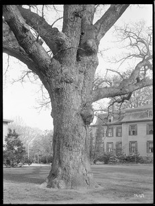 Quercus alba Massachusetts (Taunton)