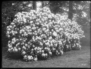Rhododendron Glennyanum