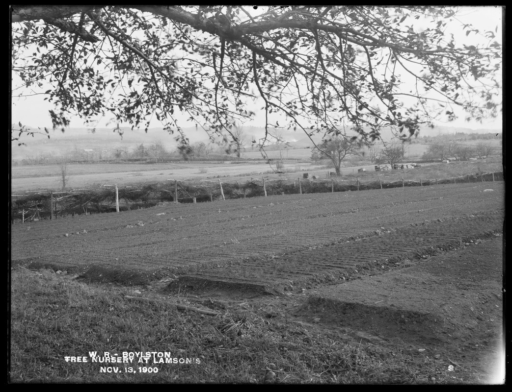 Wachusett Reservoir, tree nursery at Lamson's, Boylston, Mass., Nov. 13, 1900