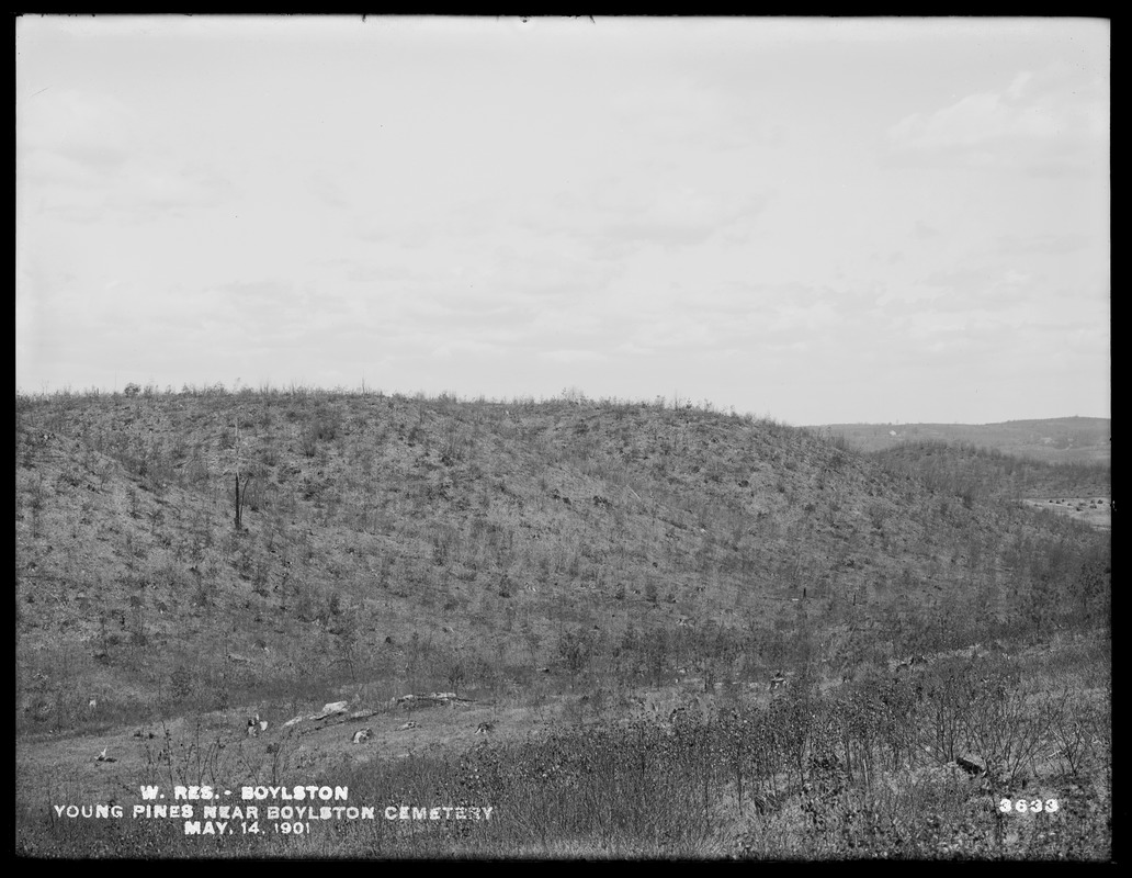 Wachusett Reservoir, young pines near Boylston Cemetery, Boylston, Mass., May 14, 1901