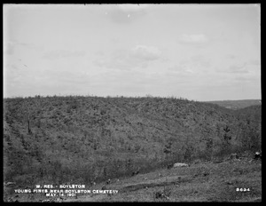 Wachusett Reservoir, young pines near Boylston Cemetery, Boylston, Mass., May 14, 1901