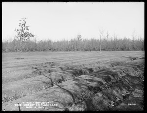 Wachusett Reservoir, tree nursery on Flagg land, Boylston, Mass., Nov. 14, 1900