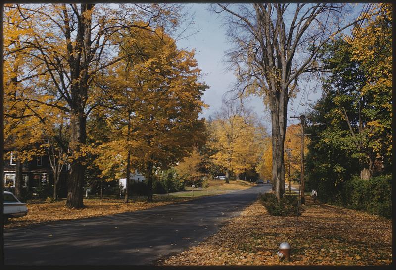 View down road with fall trees and fallen leaves on either side