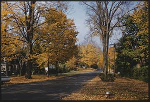 View down road with fall trees and fallen leaves on either side